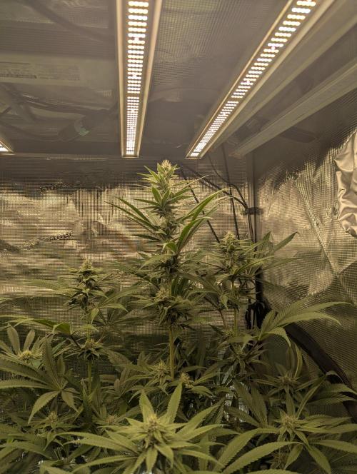 Blue Zushi - Dutch Passion. Week 11