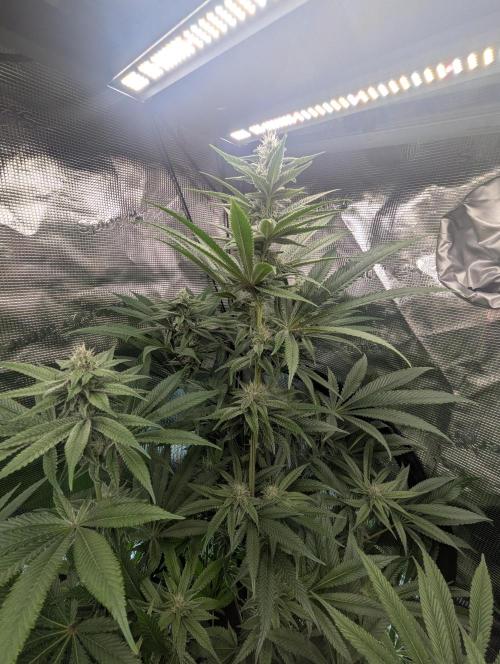 Blue Zushi - Dutch Passion. Week 11