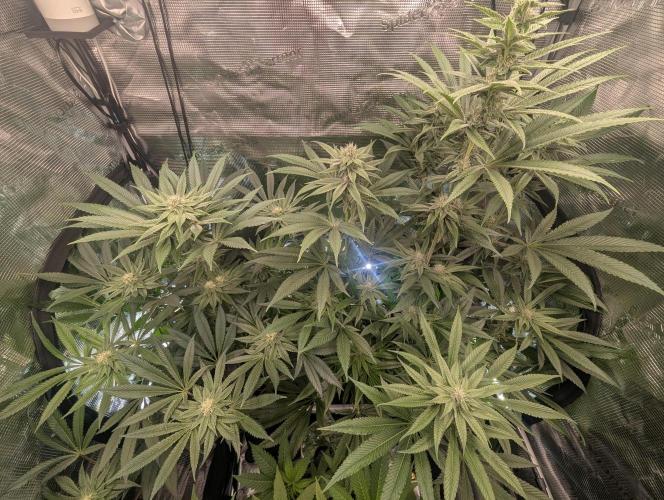 Blue Zushi - Dutch Passion. Week 11