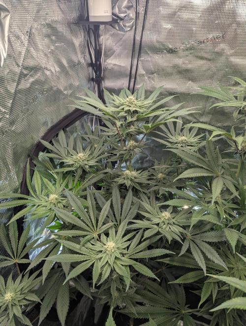 Black Cherry Gushers - Barney's Farm. Week 11