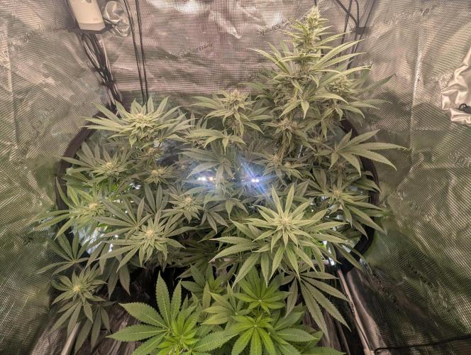 Black Cherry Gushers - Barney's Farm. Week 11