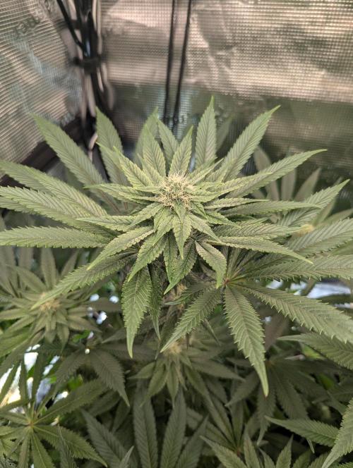 Black Cherry Gushers - Barney's Farm. Week 11