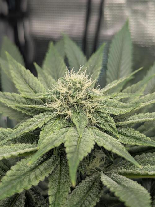 Black Cherry Gushers - Barney's Farm. Week 11