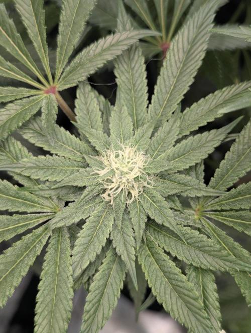 Black Cherry Gushers - Barney's Farm. Week 11