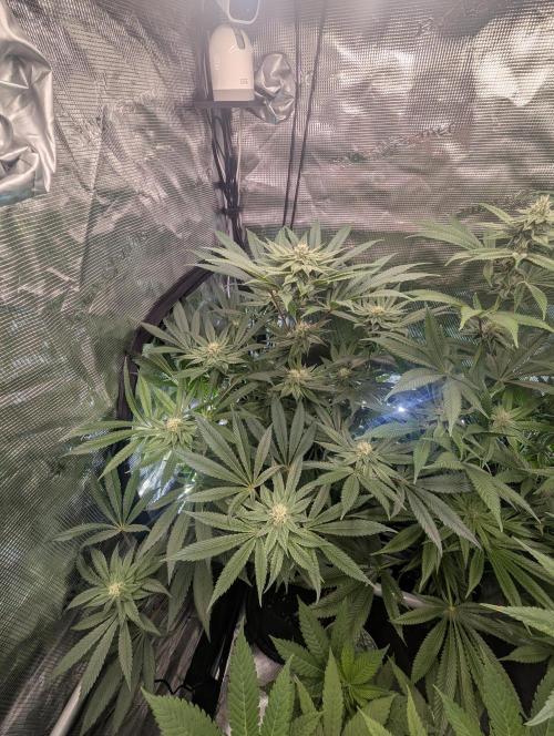 Black Cherry Gushers - Barney's Farm. Week 11