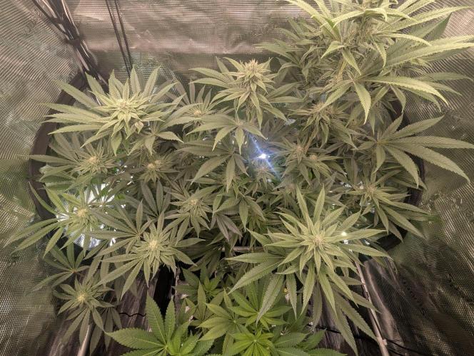 Black Cherry Gushers - Barney's Farm. Week 11