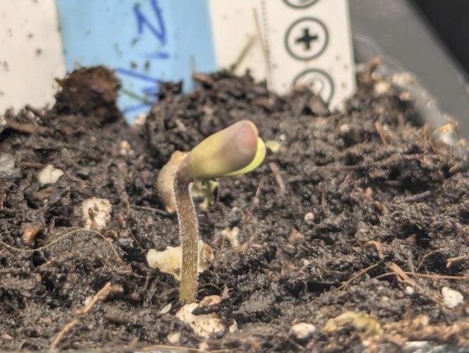 Wizard Fuel - Wizard Trees. Week 0