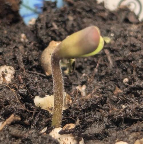 Wizard Fuel - Wizard Trees. Week 0