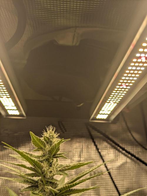 Blue Zushi - Dutch Passion. Week 11