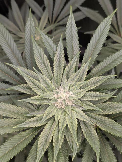 Blue Zushi - Dutch Passion. Week 11