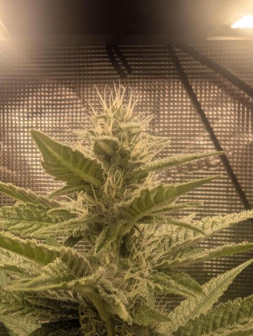 Blue Zushi - Dutch Passion. Week 11