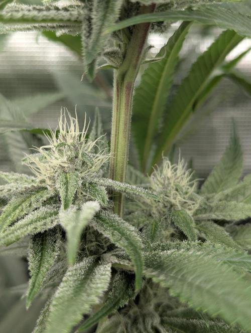 Blue Zushi - Dutch Passion. Week 11