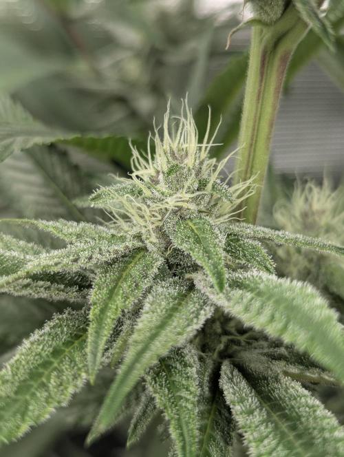 Blue Zushi - Dutch Passion. Week 11