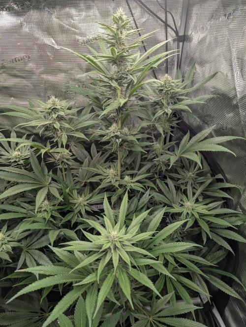 Blue Zushi - Dutch Passion. Week 11