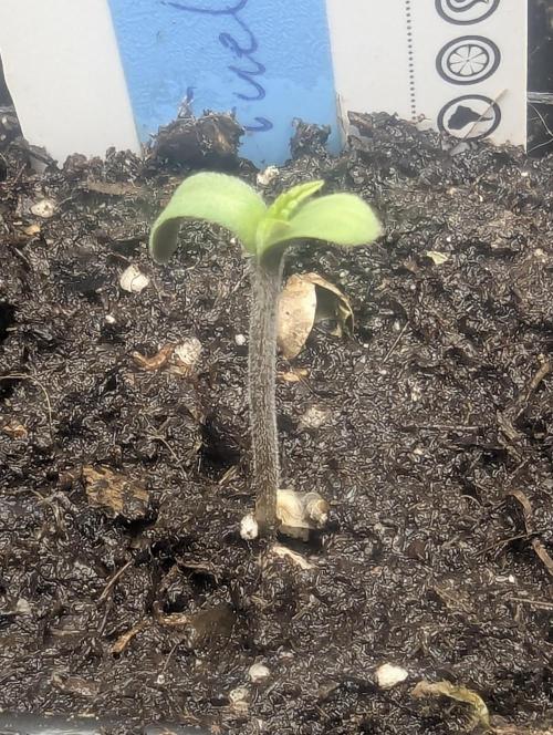 Wizard Fuel - Wizard Trees. Week 0