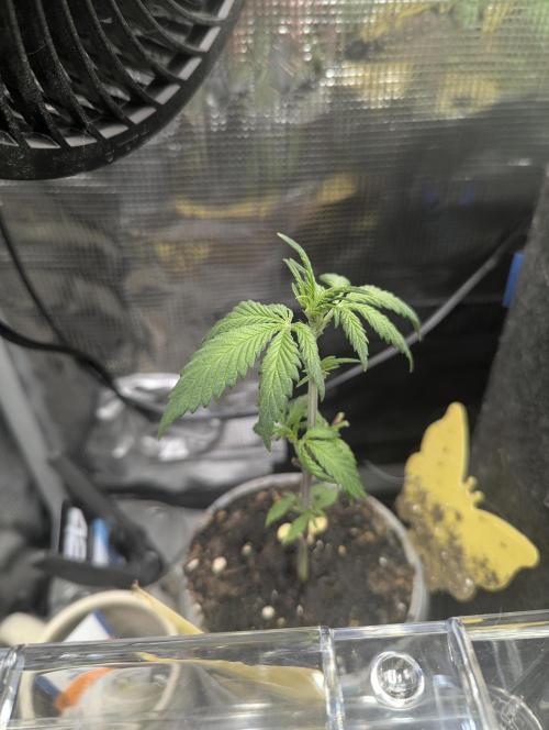 Strawberry Gorilla Auto - FastBuds. Week 3