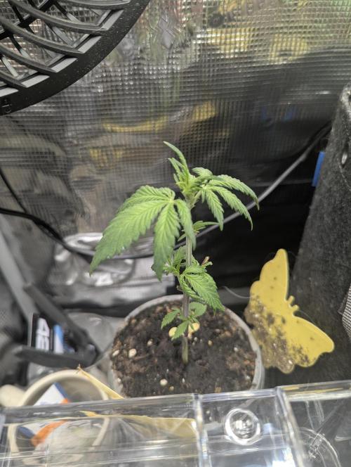 Strawberry Gorilla Auto - FastBuds. Week 3