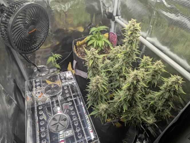 Strawberry Gorilla Auto - FastBuds. Week 3