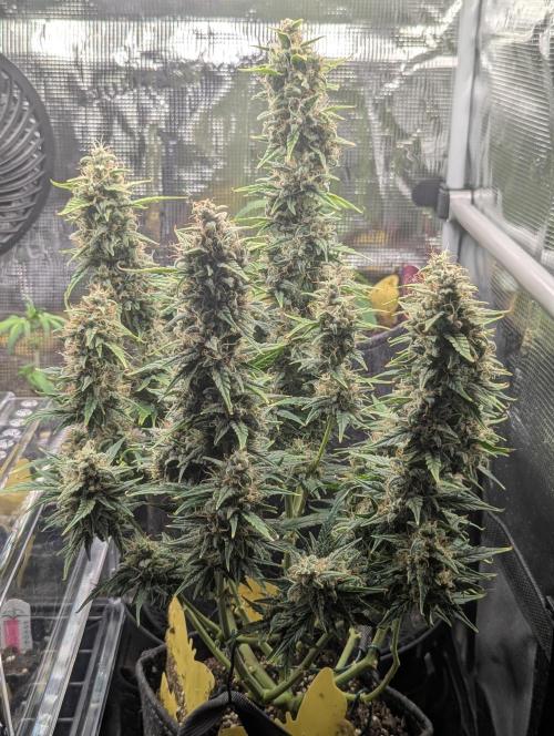 Do-Si-Dos Auto - Zamnesia. Week 11