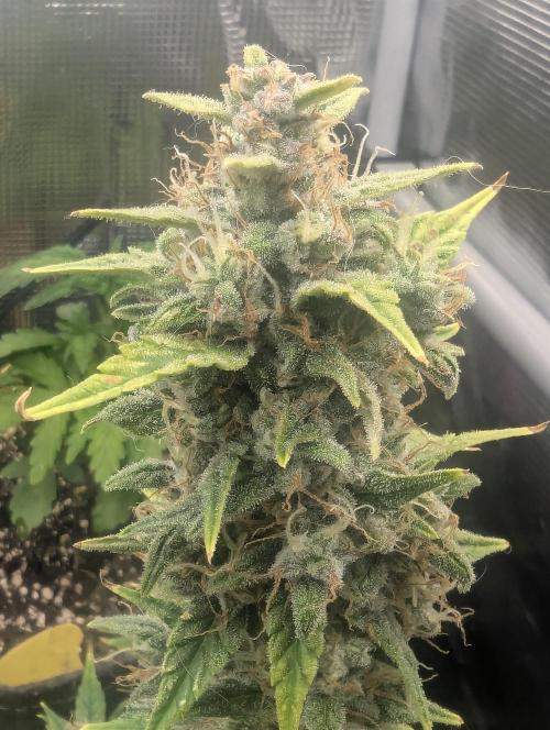 Do-Si-Dos Auto - Zamnesia. Week 11