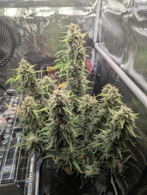 Do-Si-Dos Auto - Zamnesia. Week 11