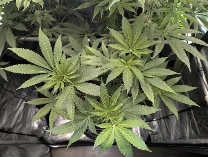 RS11 x Banana OG - Barney's Farm. Week 7