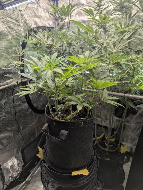 RS11 x Banana OG - Barney's Farm. Week 7