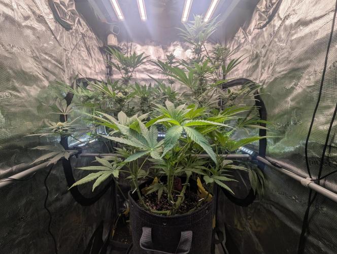 RS11 x Banana OG - Barney's Farm. Week 7