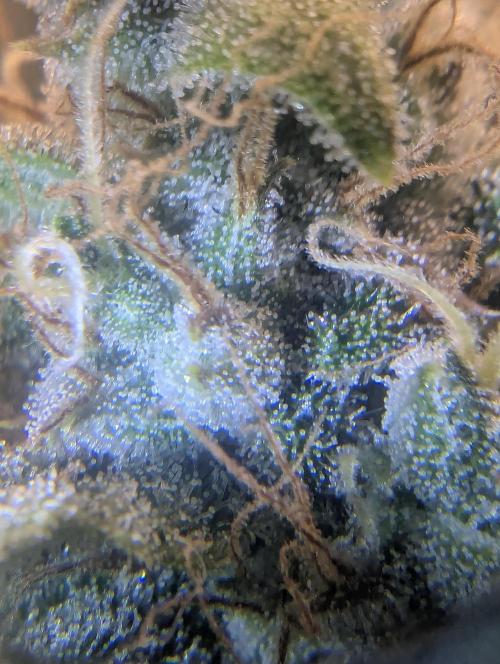 Do-Si-Dos Auto - Zamnesia. Week 11