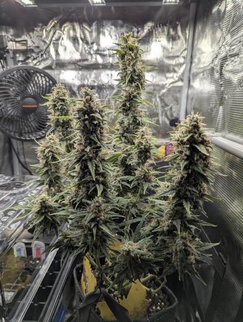 Do-Si-Dos Auto - Zamnesia. Week 11