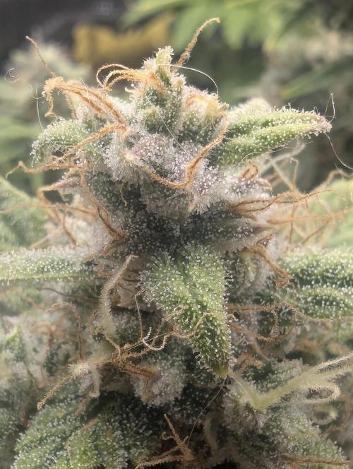 Do-Si-Dos Auto - Zamnesia. Week 11