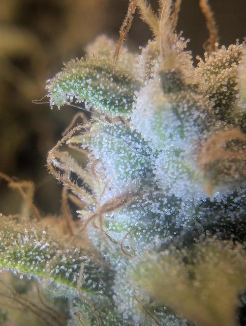 Do-Si-Dos Auto - Zamnesia. Week 11