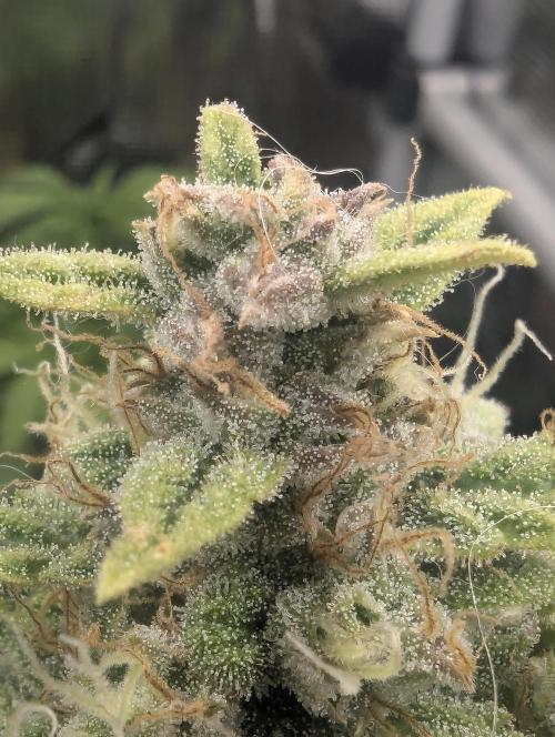 Do-Si-Dos Auto - Zamnesia. Week 11