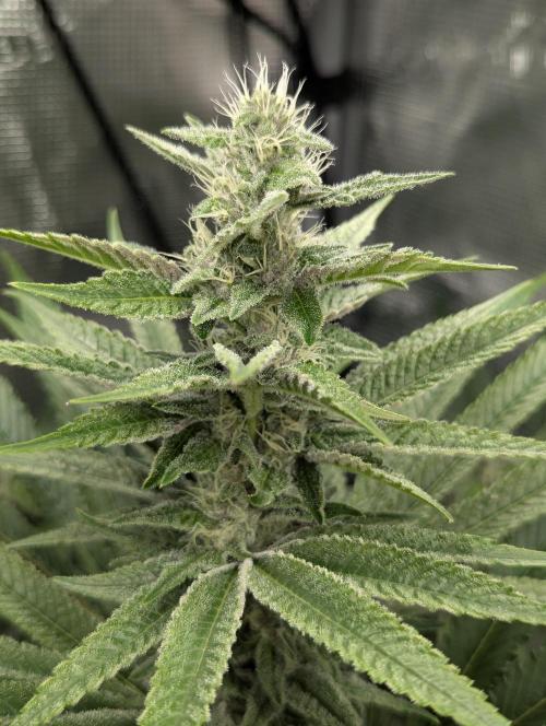 Blue Zushi - Dutch Passion. Week 11