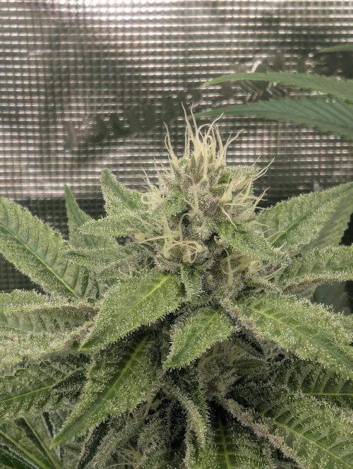 Blue Zushi - Dutch Passion. Week 11