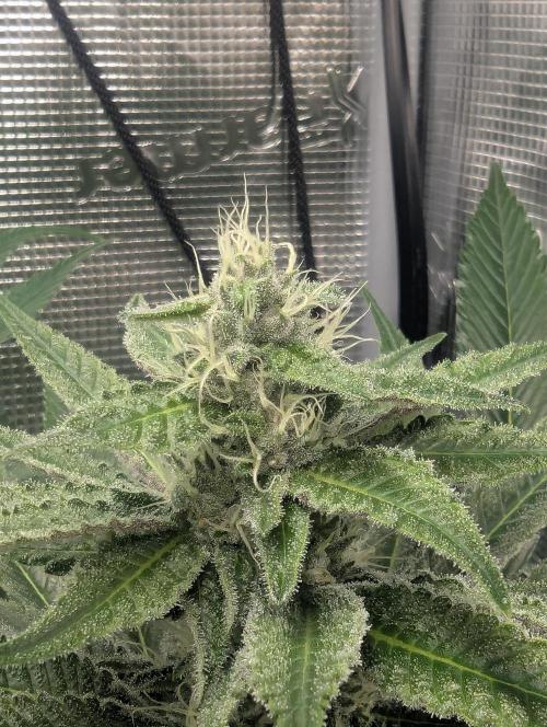 Blue Zushi - Dutch Passion. Week 11