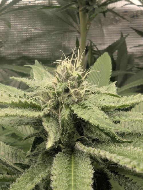 Blue Zushi - Dutch Passion. Week 11