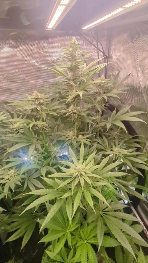 Blue Zushi - Dutch Passion