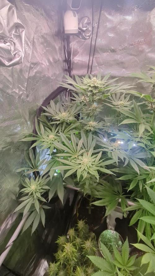 Black Cherry Gushers - Barney's Farm