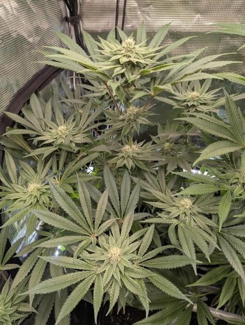 Black Cherry Gushers - Barney's Farm. Week 11