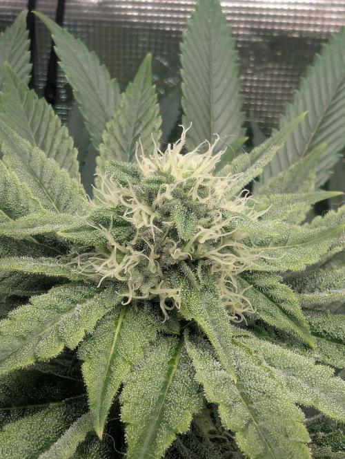 Black Cherry Gushers - Barney's Farm. Week 11