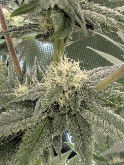 Black Cherry Gushers - Barney's Farm. Week 11