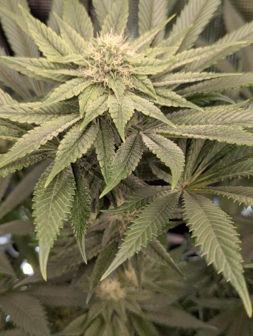 Black Cherry Gushers - Barney's Farm. Week 11