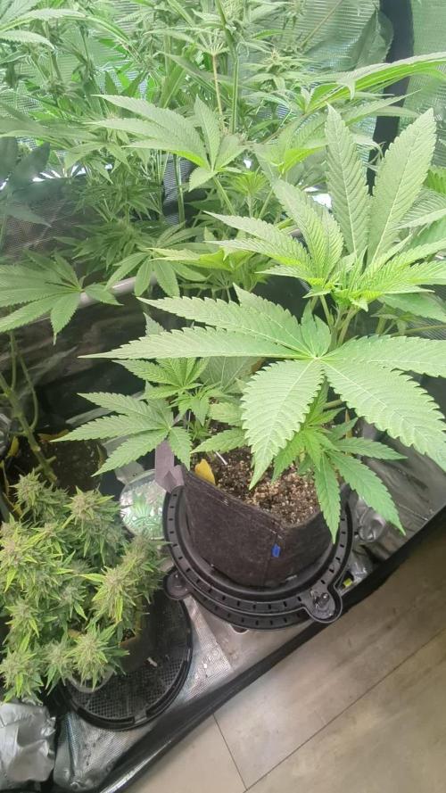 RS11 x Banana OG - Barney's Farm