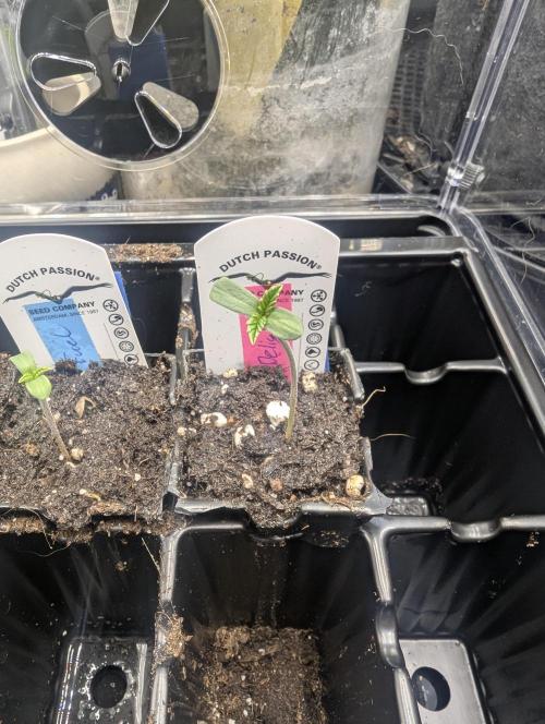 British Delight - Wizard Trees. Week 0