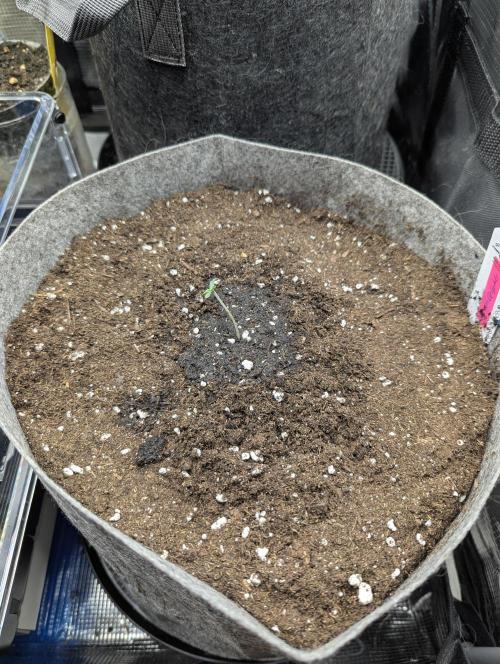 British Delight - Wizard Trees. Week 0