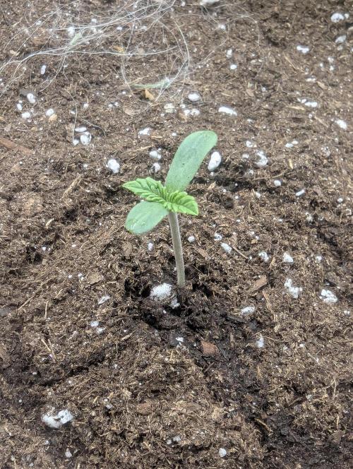 British Delight - Wizard Trees. Week 0