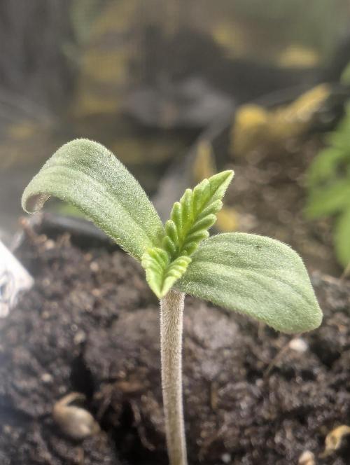 Wizard Fuel - Wizard Trees. Week 0