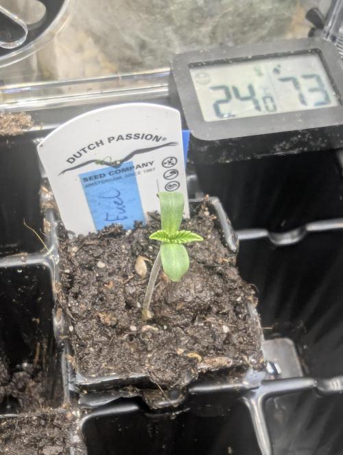 Wizard Fuel - Wizard Trees. Week 0