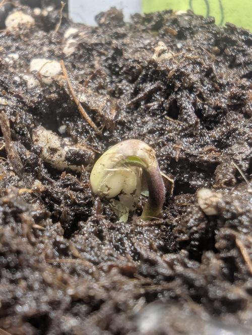 AlienZ Automatic - Greenhouse Seed Co.. Week 0